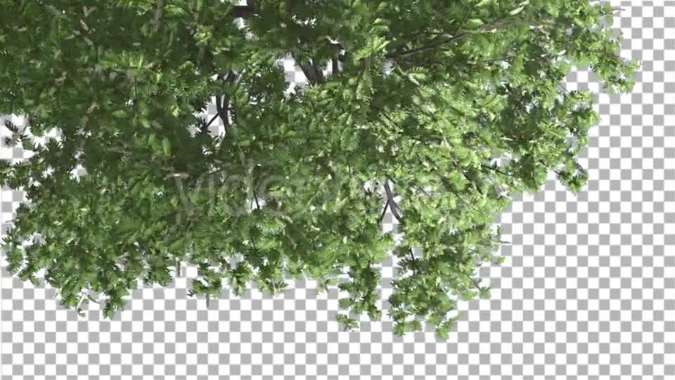 Hook Thorn Flowers Tree Top Down Crown Green Videohive 13410792 Motion Graphics Image 1