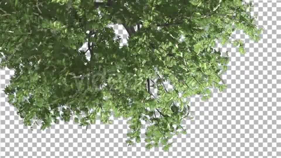 Hook Thorn Flowers Tree Top Down Crown Green Videohive 13410792 Motion Graphics Image 10