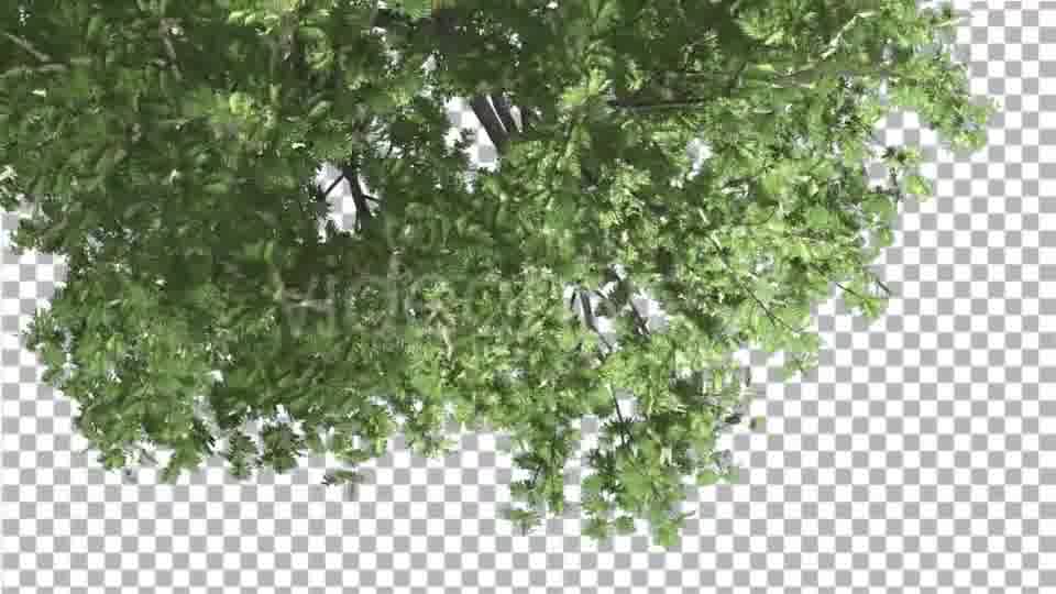 Hook Thorn Flowers Tree Top Down Crown Green Videohive 13410792 Motion Graphics Image 12