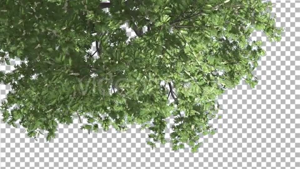 Hook Thorn Flowers Tree Top Down Crown Green Videohive 13410792 Motion Graphics Image 2