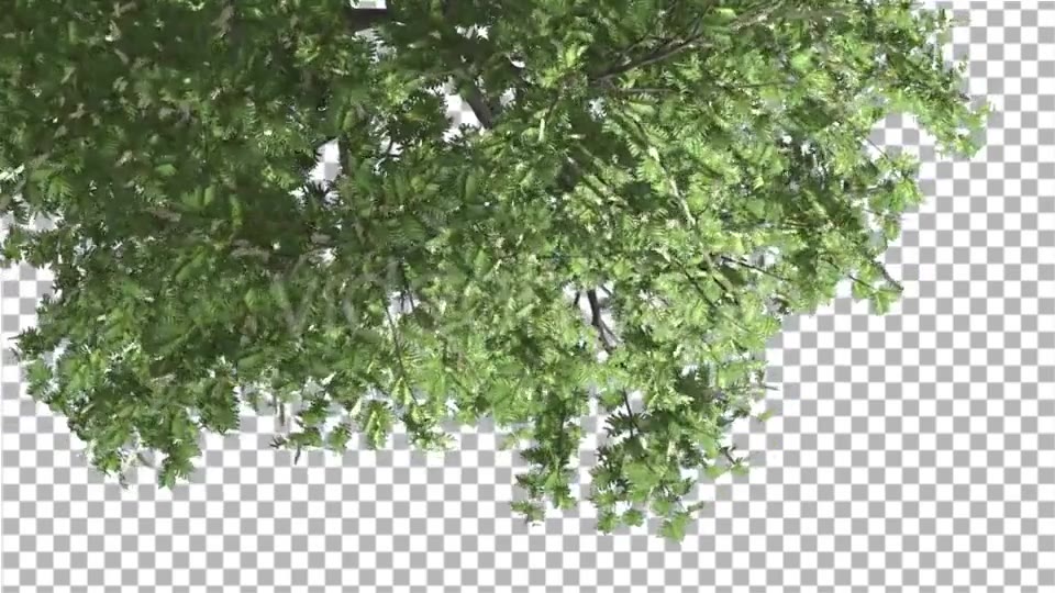 Hook Thorn Flowers Tree Top Down Crown Green Videohive 13410792 Motion Graphics Image 3