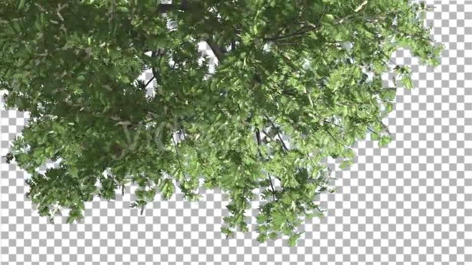 Hook Thorn Flowers Tree Top Down Crown Green Videohive 13410792 Motion Graphics Image 4