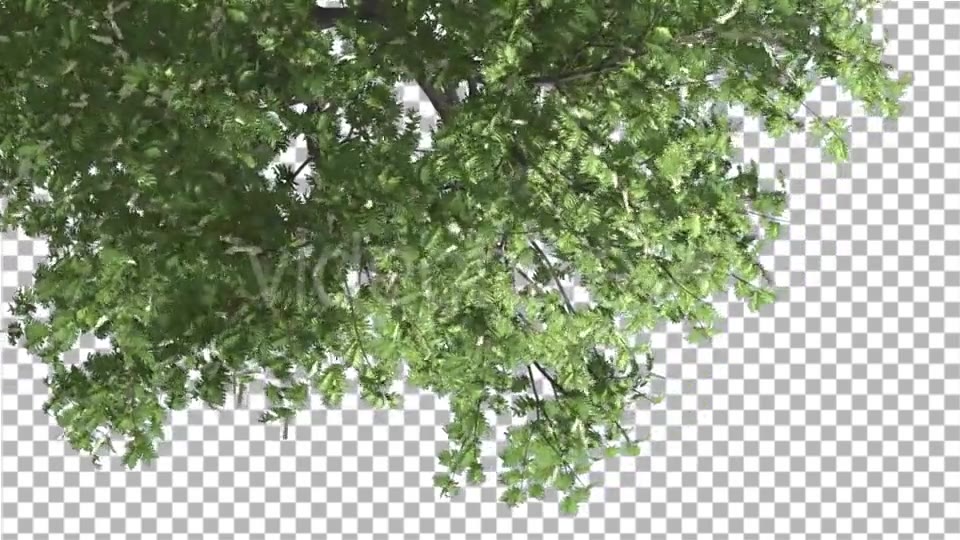 Hook Thorn Flowers Tree Top Down Crown Green Videohive 13410792 Motion Graphics Image 5