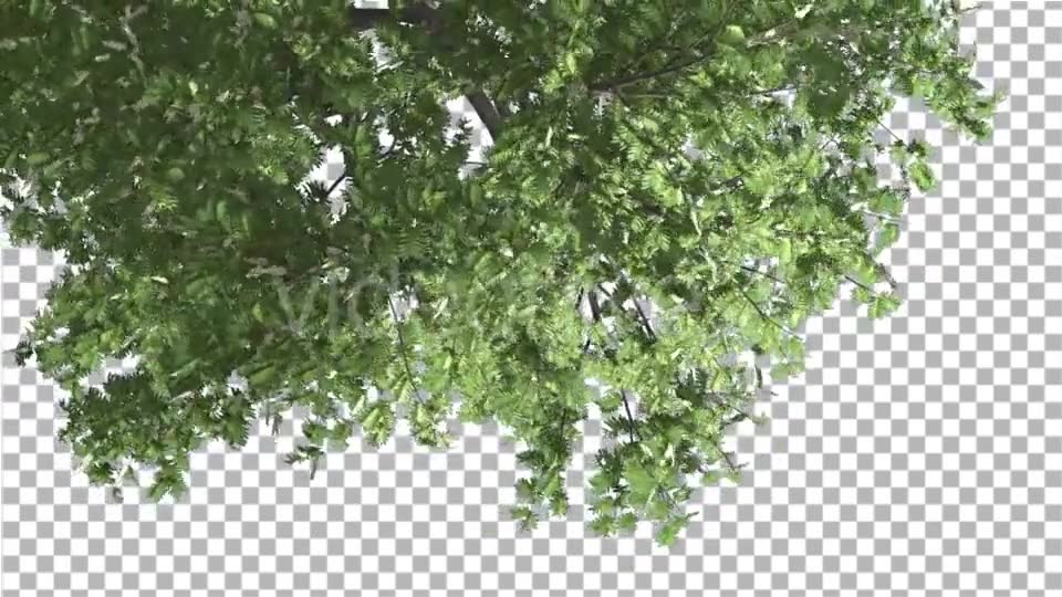 Hook Thorn Flowers Tree Top Down Crown Green Videohive 13410792 Motion Graphics Image 6