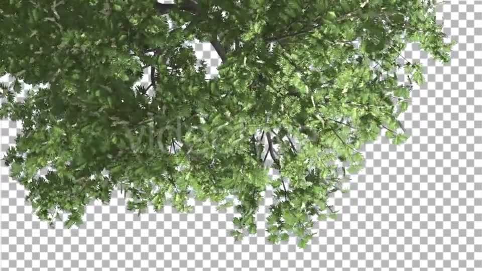 Hook Thorn Flowers Tree Top Down Crown Green Videohive 13410792 Motion Graphics Image 7