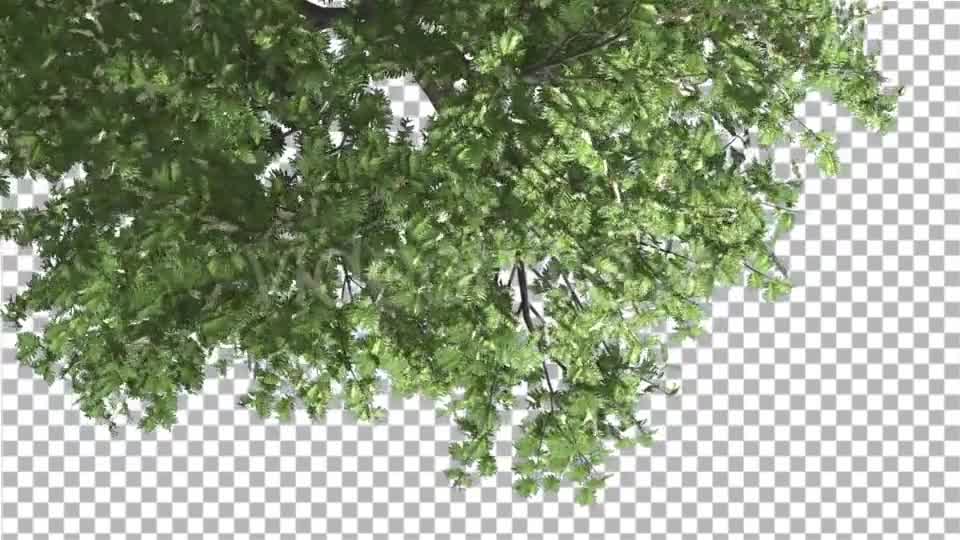 Hook Thorn Flowers Tree Top Down Crown Green Videohive 13410792 Motion Graphics Image 8