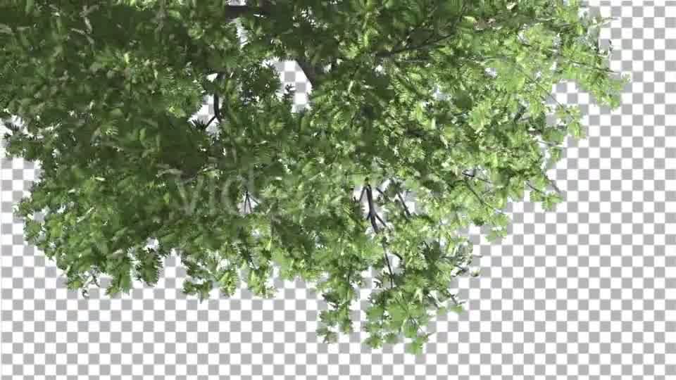 Hook Thorn Flowers Tree Top Down Crown Green Videohive 13410792 Motion Graphics Image 9