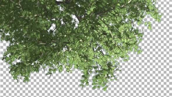 Hook Thorn Flowers Tree Top Down Crown Green - 13410792 Download Videohive