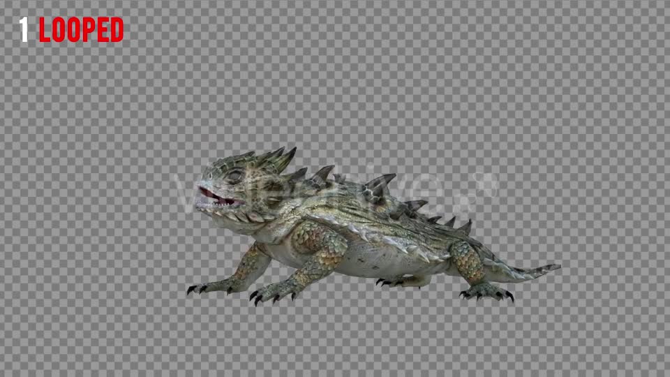 Horn Lizard 1 Realistic Pack 4 Videohive 21251246 Motion Graphics Image 1
