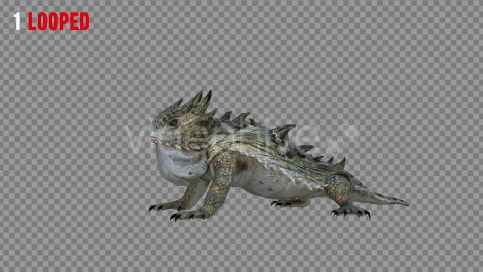 Horn Lizard 1 Realistic Pack 4 Videohive 21251246 Motion Graphics Image 2