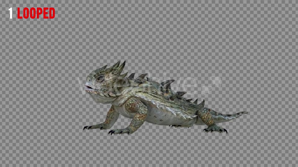 Horn Lizard 2 Realistic Pack 4 Videohive 21251295 Motion Graphics Image 2