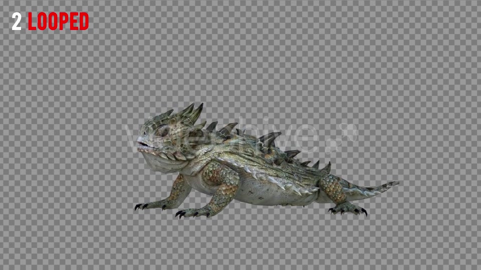 Horn Lizard 2 Realistic Pack 4 Videohive 21251295 Motion Graphics Image 3
