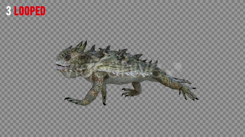 Horn Lizard 2 Realistic Pack 4 Videohive 21251295 Motion Graphics Image 6