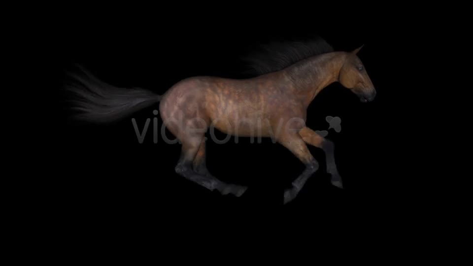 Horse Gallop Bay Favorite Pack of 7 Videohive 7534215 Motion Graphics Image 1