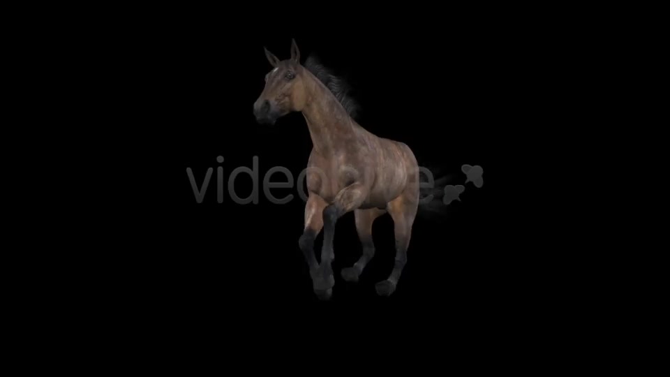 Horse Gallop Bay Favorite Pack of 7 Videohive 7534215 Motion Graphics Image 11