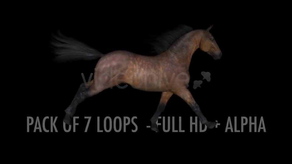 Horse Gallop Bay Favorite Pack of 7 Videohive 7534215 Motion Graphics Image 2