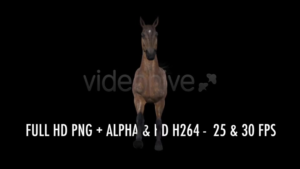 Horse Gallop Bay Favorite Pack of 7 Videohive 7534215 Motion Graphics Image 8