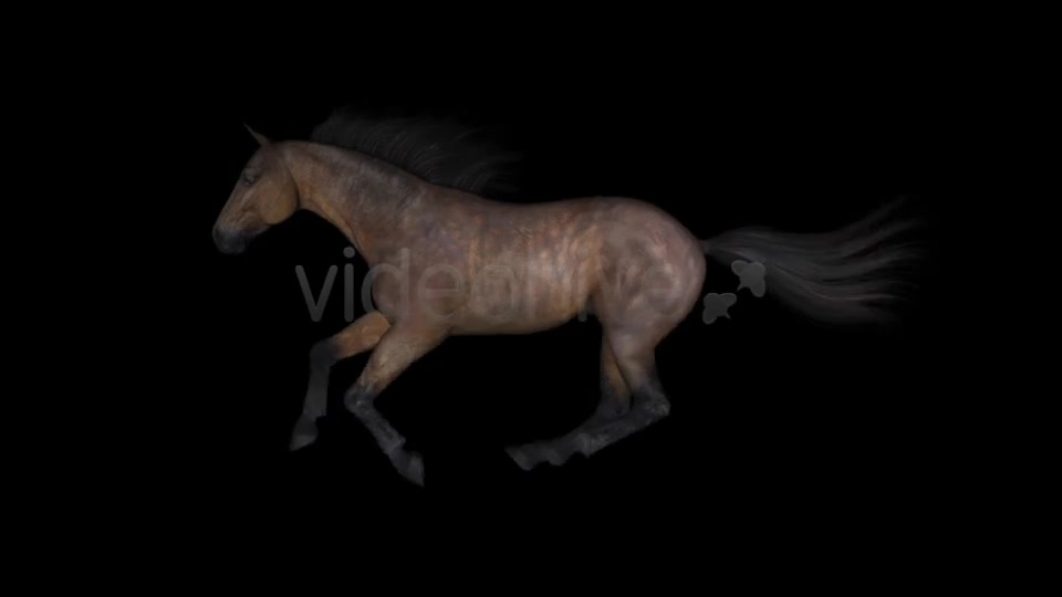 Horse Gallop Bay Favorite Pack of 7 Videohive 7534215 Motion Graphics Image 9