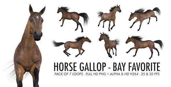 Horse Gallop Bay Favorite Pack of 7 - 7534215 Videohive Download