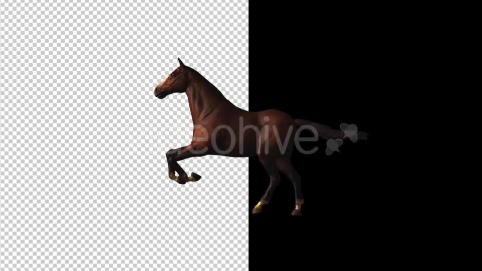 Horse Gallop Loop Videohive 18412774 Motion Graphics Image 1
