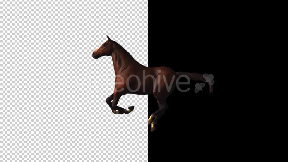 Horse Gallop Loop Videohive 18412774 Motion Graphics Image 2