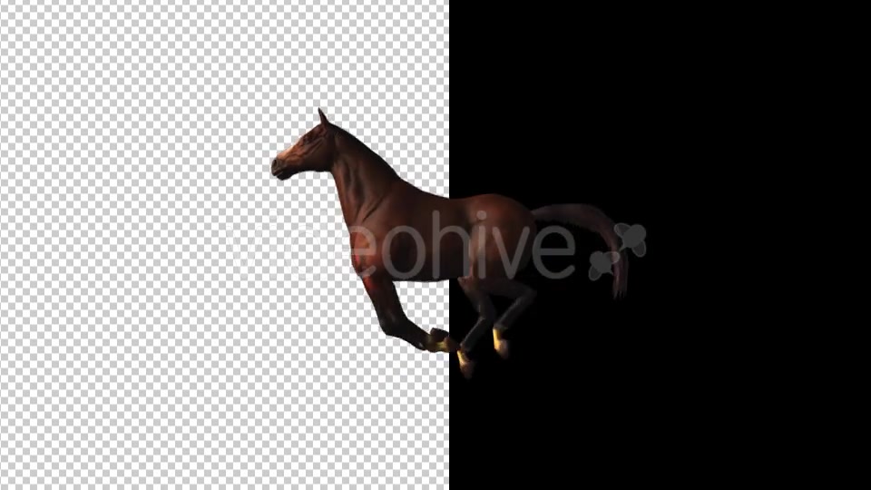 Horse Gallop Loop Videohive 18412774 Motion Graphics Image 3