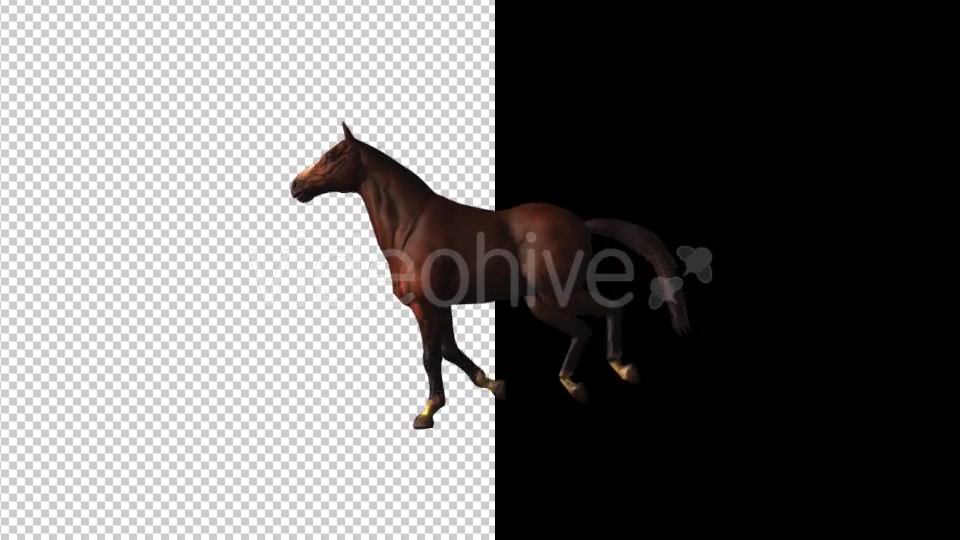 Horse Gallop Loop Videohive 18412774 Motion Graphics Image 4