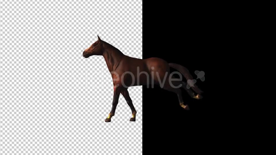 Horse Gallop Loop Videohive 18412774 Motion Graphics Image 5