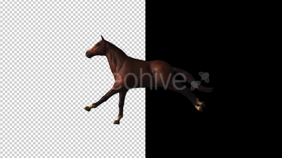 Horse Gallop Loop Videohive 18412774 Motion Graphics Image 6