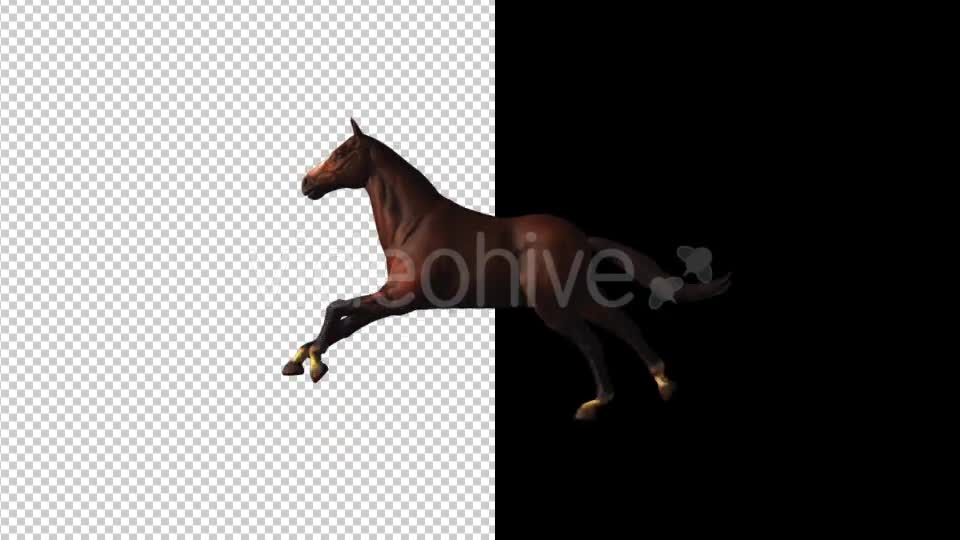 Horse Gallop Loop Videohive 18412774 Motion Graphics Image 7