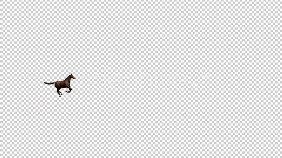 Horse Galloping Videohive 19198697 Motion Graphics Image 2
