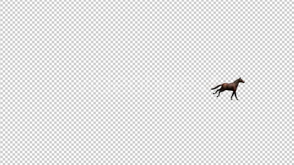 Horse Galloping Videohive 19198697 Motion Graphics Image 5