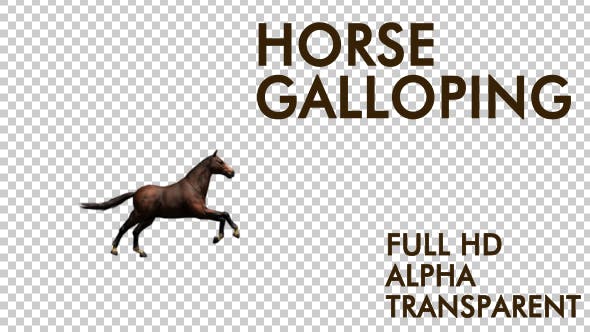 Horse Galloping - Videohive 19198697 Download
