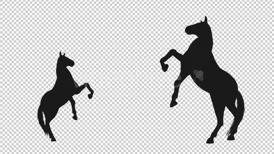 Horse Pesade Silhouettes 2 Scene Videohive 19199475 Motion Graphics Image 2