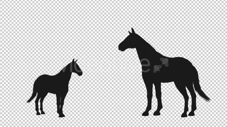 Horse Pesade Silhouettes 2 Scene Videohive 19199475 Motion Graphics Image 3