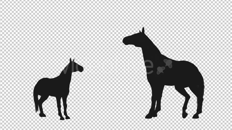 Horse Pesade Silhouettes 2 Scene Videohive 19199475 Motion Graphics Image 4
