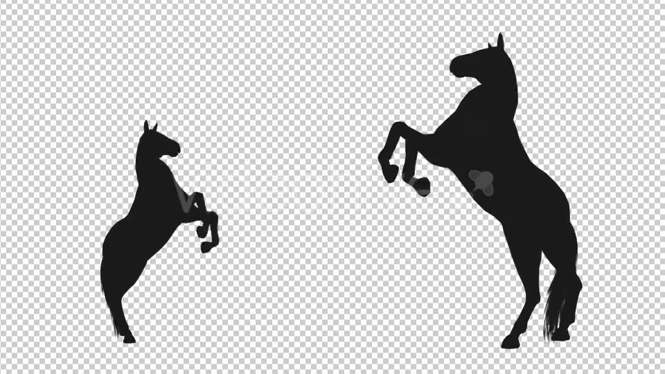 Horse Pesade Silhouettes 2 Scene Videohive 19199475 Motion Graphics Image 5