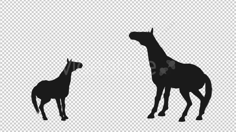 Horse Pesade Silhouettes 2 Scene Videohive 19199475 Motion Graphics Image 6
