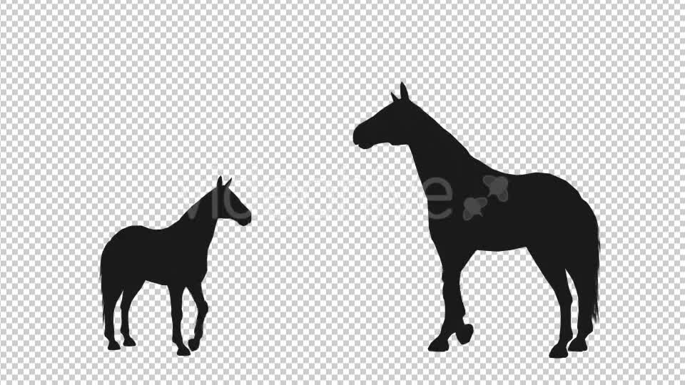 Horse Pesade Silhouettes 2 Scene Videohive 19199475 Motion Graphics Image 7