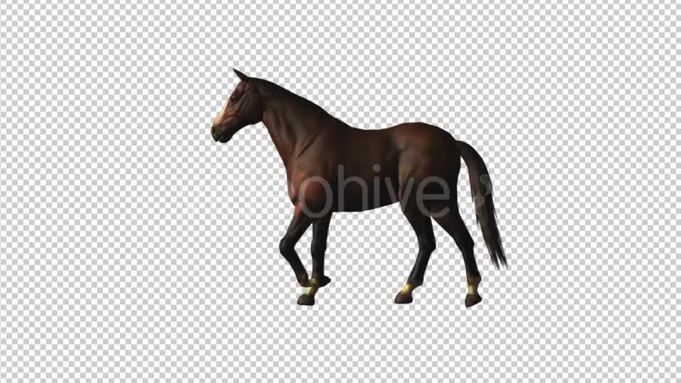 Horse Walk Loop Videohive 18413081 Motion Graphics Image 1