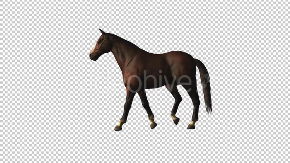 Horse Walk Loop Videohive 18413081 Motion Graphics Image 3