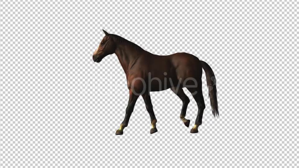 Horse Walk Loop Videohive 18413081 Motion Graphics Image 6