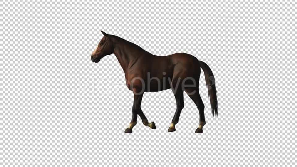 Horse Walk Loop Videohive 18413081 Motion Graphics Image 7