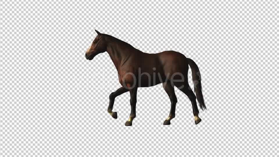 Horse Walk Loop Videohive 18413081 Motion Graphics Image 8