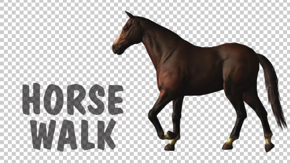 Horse Walk Loop - 18413081 Download Videohive