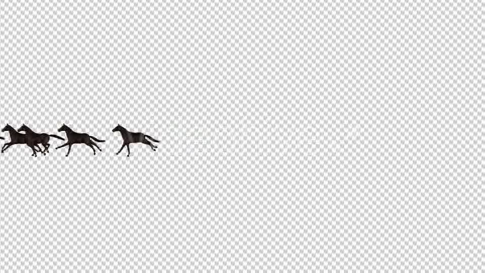 Horses Videohive 20510065 Motion Graphics Image 10