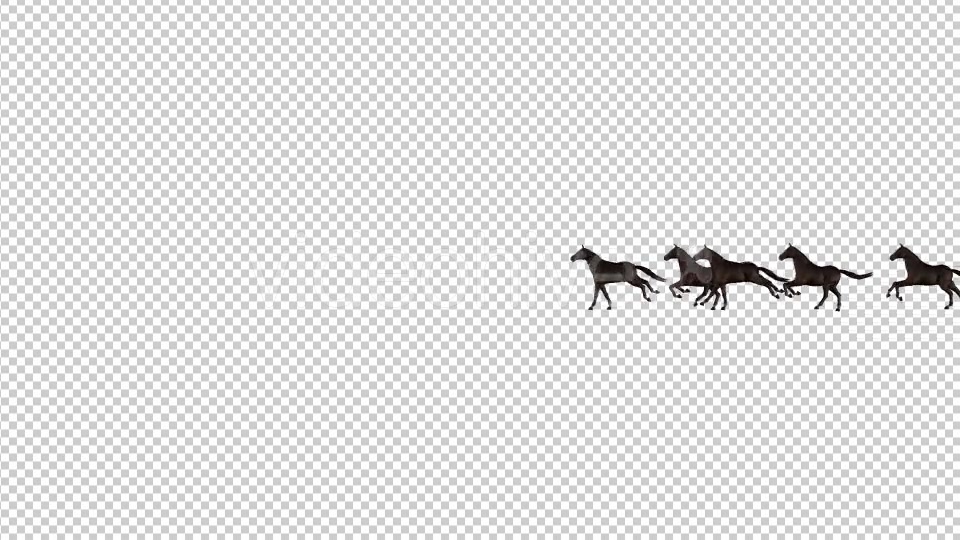 Horses Videohive 20510065 Motion Graphics Image 4
