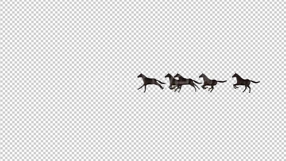 Horses Videohive 20510065 Motion Graphics Image 5