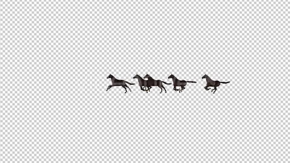 Horses Videohive 20510065 Motion Graphics Image 6