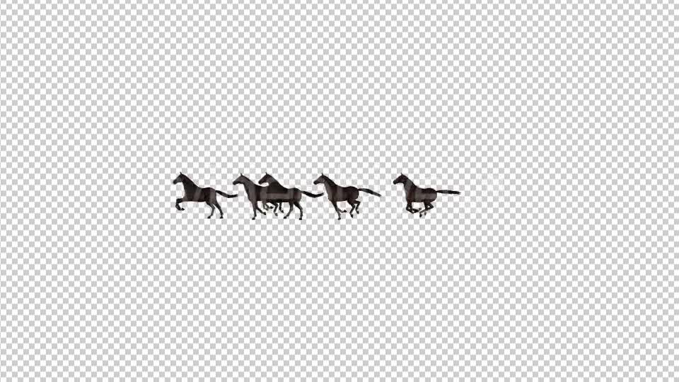 Horses Videohive 20510065 Motion Graphics Image 7